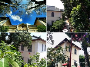 发现怀集 一条充满绿植艺术元素的商街 多图